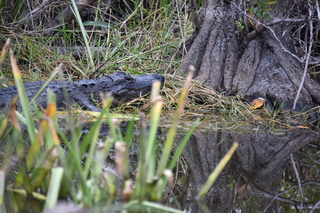 Filename=DSC_4077.JPG
Filesize=20483KiB
Dimensions=7360x4912
Date added=Sep 16, 2019 DSC_4077.JPG