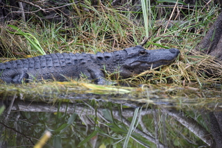 Filename=DSC_4078.JPG
Filesize=19707KiB
Dimensions=7360x4912
Date added=Sep 16, 2019 DSC_4078.JPG