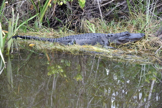 Filename=DSC_4080.JPG
Filesize=21933KiB
Dimensions=7360x4912
Date added=Sep 16, 2019 DSC_4080.JPG