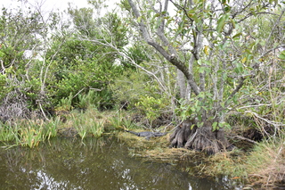 Filename=DSC_4083.JPG
Filesize=26300KiB
Dimensions=7360x4912
Date added=Sep 16, 2019 DSC_4083.JPG