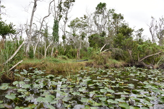 Filename=DSC_4089.JPG
Filesize=22713KiB
Dimensions=7360x4912
Date added=Sep 16, 2019 DSC_4089.JPG