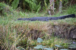 Filename=DSC_4090.JPG
Filesize=20944KiB
Dimensions=7360x4912
Date added=Sep 16, 2019 DSC_4090.JPG