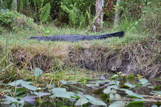 Filename=DSC_4091.JPG
Filesize=23442KiB
Dimensions=7360x4912
Date added=Sep 16, 2019 DSC_4091.JPG