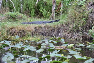 Filename=DSC_4092.JPG
Filesize=24476KiB
Dimensions=7360x4912
Date added=Sep 16, 2019 DSC_4092.JPG