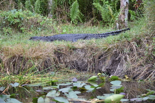 Filename=DSC_4093.JPG
Filesize=23200KiB
Dimensions=7360x4912
Date added=Sep 16, 2019 DSC_4093.JPG