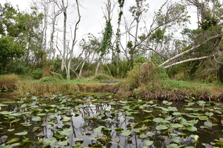 Filename=DSC_4094.JPG
Filesize=24399KiB
Dimensions=7360x4912
Date added=Sep 16, 2019 DSC_4094.JPG