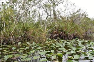 Filename=DSC_4096.JPG
Filesize=23796KiB
Dimensions=7360x4912
Date added=Sep 16, 2019 DSC_4096.JPG