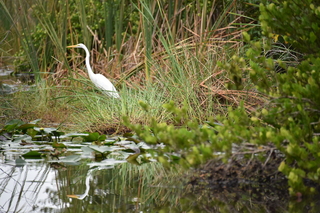 Filename=DSC_4098.JPG
Filesize=19265KiB
Dimensions=7360x4912
Date added=Sep 16, 2019 DSC_4098.JPG