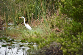 Filename=DSC_4099.JPG
Filesize=18307KiB
Dimensions=7360x4912
Date added=Sep 16, 2019 DSC_4099.JPG