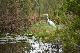 Filename=DSC_4100.JPG
Filesize=19019KiB
Dimensions=7360x4912
Date added=Sep 16, 2019 DSC_4100.JPG