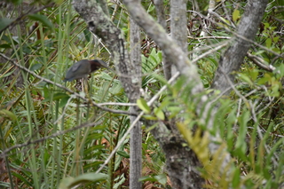 Filename=DSC_4101.JPG
Filesize=18577KiB
Dimensions=7360x4912
Date added=Sep 16, 2019 DSC_4101.JPG