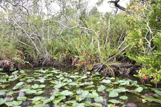 Filename=DSC_4102.JPG
Filesize=23599KiB
Dimensions=7360x4912
Date added=Sep 16, 2019 DSC_4102.JPG