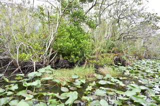 Filename=DSC_4103.JPG
Filesize=25306KiB
Dimensions=7360x4912
Date added=Sep 16, 2019 DSC_4103.JPG