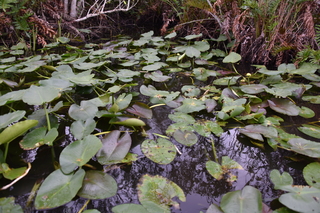 Filename=DSC_4104.JPG
Filesize=18335KiB
Dimensions=7360x4912
Date added=Sep 16, 2019 DSC_4104.JPG