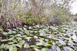 Filename=DSC_4105.JPG
Filesize=23154KiB
Dimensions=7360x4912
Date added=Sep 16, 2019 DSC_4105.JPG