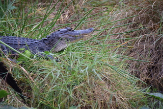 Filename=DSC_4109.JPG
Filesize=20408KiB
Dimensions=7360x4912
Date added=Sep 16, 2019 DSC_4109.JPG