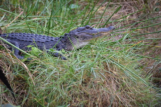 Filename=DSC_4110.JPG
Filesize=21183KiB
Dimensions=7360x4912
Date added=Sep 16, 2019 DSC_4110.JPG