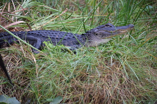 Filename=DSC_4111.JPG
Filesize=21481KiB
Dimensions=7360x4912
Date added=Sep 16, 2019 DSC_4111.JPG