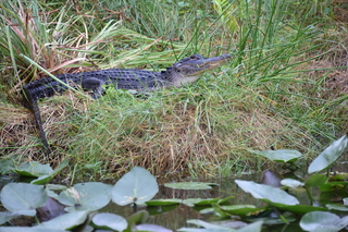 Filename=DSC_4112.JPG
Filesize=21724KiB
Dimensions=7360x4912
Date added=Sep 16, 2019 DSC_4112.JPG