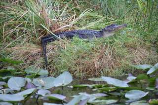 Filename=DSC_4113.JPG
Filesize=21668KiB
Dimensions=7360x4912
Date added=Sep 16, 2019 DSC_4113.JPG