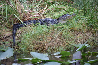 Filename=DSC_4114.JPG
Filesize=21963KiB
Dimensions=7360x4912
Date added=Sep 16, 2019 DSC_4114.JPG