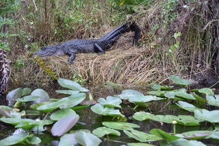 Filename=DSC_4115.JPG
Filesize=21718KiB
Dimensions=7360x4912
Date added=Sep 16, 2019 DSC_4115.JPG