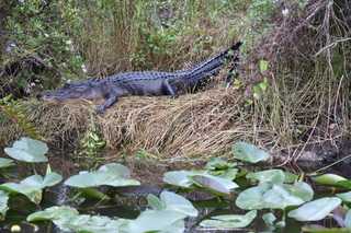 Filename=DSC_4117.JPG
Filesize=22771KiB
Dimensions=7360x4912
Date added=Sep 16, 2019 DSC_4117.JPG