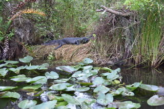 Filename=DSC_4118.JPG
Filesize=19598KiB
Dimensions=7360x4912
Date added=Sep 16, 2019 DSC_4118.JPG