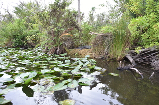 Filename=DSC_4119.JPG
Filesize=21143KiB
Dimensions=7360x4912
Date added=Sep 16, 2019 DSC_4119.JPG