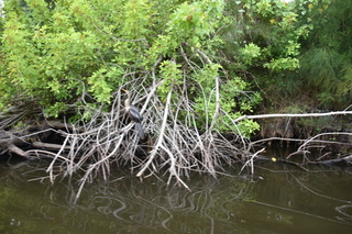 Filename=DSC_4120.JPG
Filesize=19671KiB
Dimensions=7360x4912
Date added=Sep 16, 2019 DSC_4120.JPG