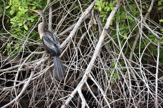 Filename=DSC_4121.JPG
Filesize=20022KiB
Dimensions=7360x4912
Date added=Sep 16, 2019 DSC_4121.JPG