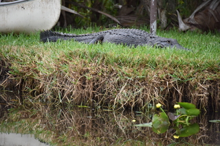 Filename=DSC_4124.JPG
Filesize=20414KiB
Dimensions=7360x4912
Date added=Sep 16, 2019 DSC_4124.JPG