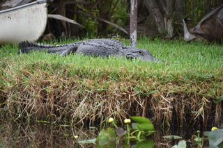 Filename=DSC_4125.JPG
Filesize=19529KiB
Dimensions=7360x4912
Date added=Sep 16, 2019 DSC_4125.JPG