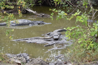 Filename=DSC_4136.JPG
Filesize=18123KiB
Dimensions=7360x4912
Date added=Sep 16, 2019 DSC_4136.JPG