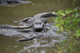 Filename=DSC_4138.JPG
Filesize=17842KiB
Dimensions=7360x4912
Date added=Sep 16, 2019 DSC_4138.JPG