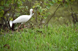 Filename=DSC_4139.JPG
Filesize=18302KiB
Dimensions=7360x4912
Date added=Sep 16, 2019 DSC_4139.JPG