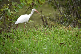 Filename=DSC_4140.JPG
Filesize=18452KiB
Dimensions=7360x4912
Date added=Sep 16, 2019 DSC_4140.JPG