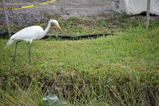 Filename=DSC_4144.JPG
Filesize=21368KiB
Dimensions=7360x4912
Date added=Sep 16, 2019 DSC_4144.JPG