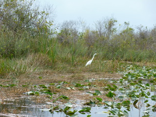 Filename=P1070461.JPG
Filesize=5686KiB
Dimensions=4320x3240
Date added=Sep 16, 2019 P1070461.JPG