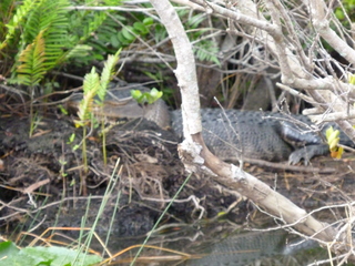 Filename=P1070464.JPG
Filesize=5755KiB
Dimensions=4320x3240
Date added=Sep 16, 2019 P1070464.JPG