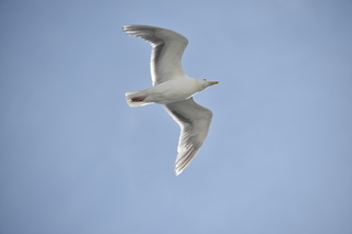 Filename=DSC_9224.JPG
Filesize=13674KiB
Dimensions=7360x4912
Date added=Sep 16, 2019 DSC_9224.JPG