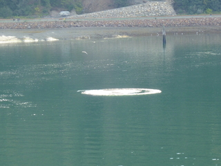 Filename=P1080073.JPG
Filesize=5541KiB
Dimensions=4320x3240
Date added=Sep 17, 2019 P1080073.JPG