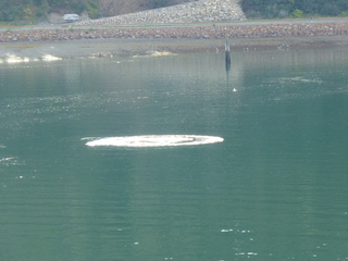 Filename=P1080074.JPG
Filesize=5583KiB
Dimensions=4320x3240
Date added=Sep 17, 2019 P1080074.JPG