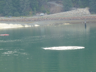 Filename=P1080075.JPG
Filesize=5608KiB
Dimensions=4320x3240
Date added=Sep 17, 2019 P1080075.JPG