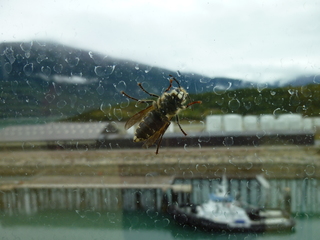 Filename=P1080108.JPG
Filesize=5069KiB
Dimensions=4320x3240
Date added=Sep 17, 2019 P1080108.JPG