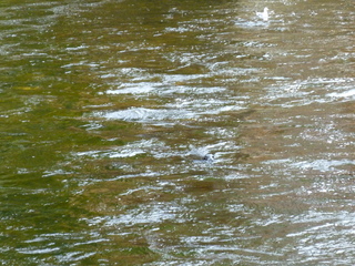 Filename=P1080128.JPG
Filesize=5742KiB
Dimensions=4320x3240
Date added=Sep 17, 2019 P1080128.JPG