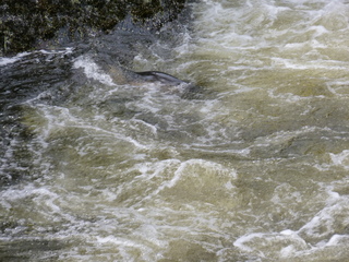 Filename=P1080131.JPG
Filesize=5705KiB
Dimensions=4320x3240
Date added=Sep 17, 2019 P1080131.JPG