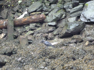 Filename=P1080145.JPG
Filesize=5942KiB
Dimensions=4320x3240
Date added=Sep 17, 2019 P1080145.JPG