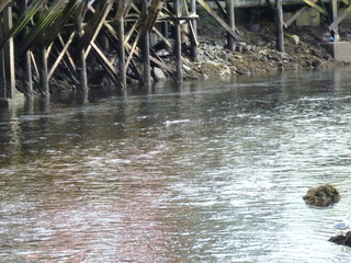 Filename=P1080149.JPG
Filesize=5938KiB
Dimensions=4320x3240
Date added=Sep 17, 2019 P1080149.JPG