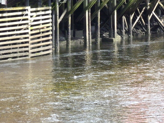 Filename=P1080154.JPG
Filesize=5889KiB
Dimensions=4320x3240
Date added=Sep 17, 2019 P1080154.JPG